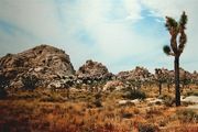 Joshua Tree 1991