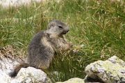 Alps 2012